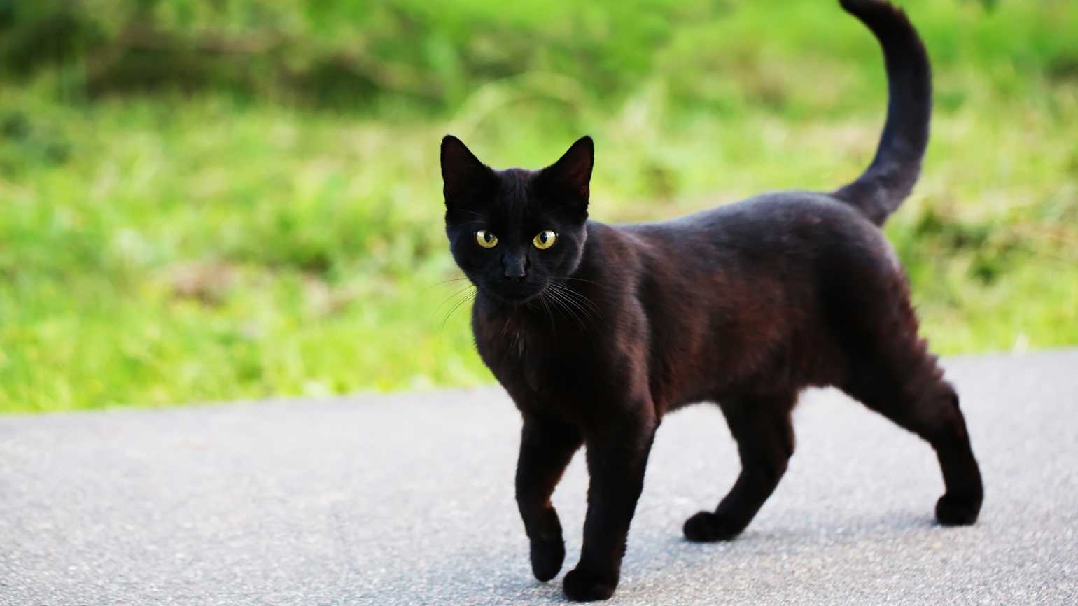 Черный Кот Фотографии