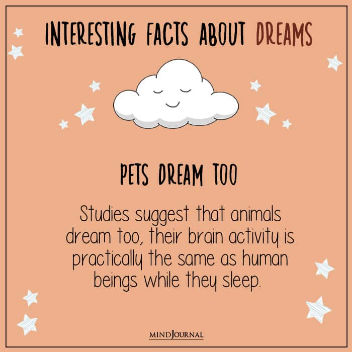 pets dream too