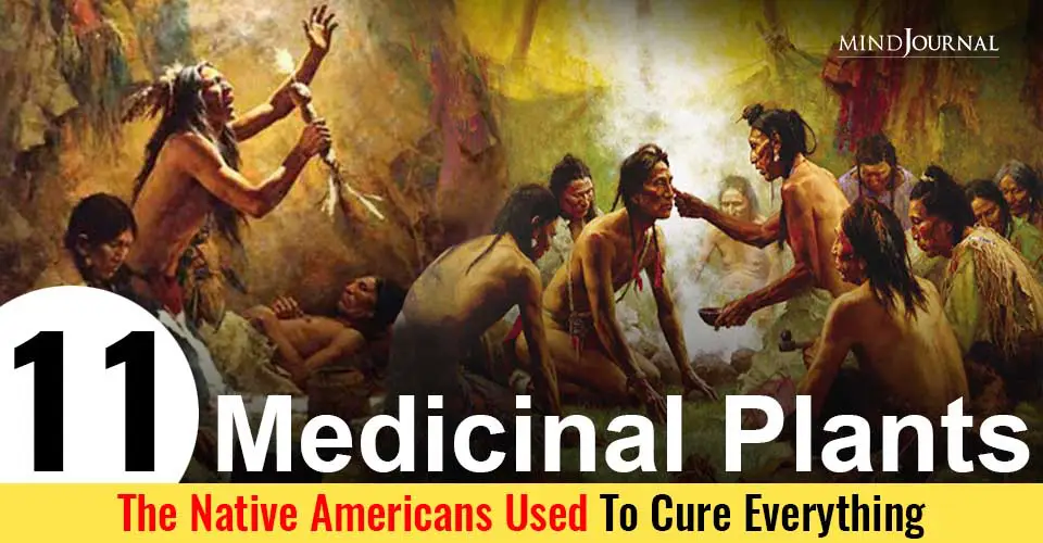 11 Medicinal Plants Used By Native Americans As Herbal Remedies