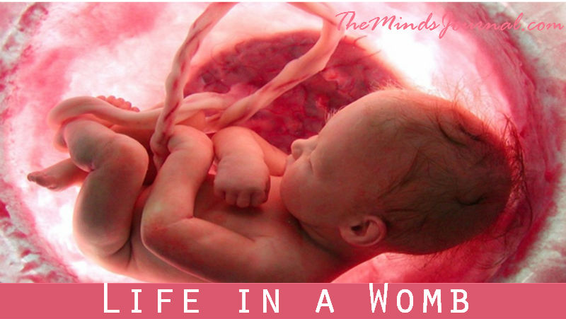 Life In The Womb: Breathtaking Video Shows 9 Months In Under 5 Minutes