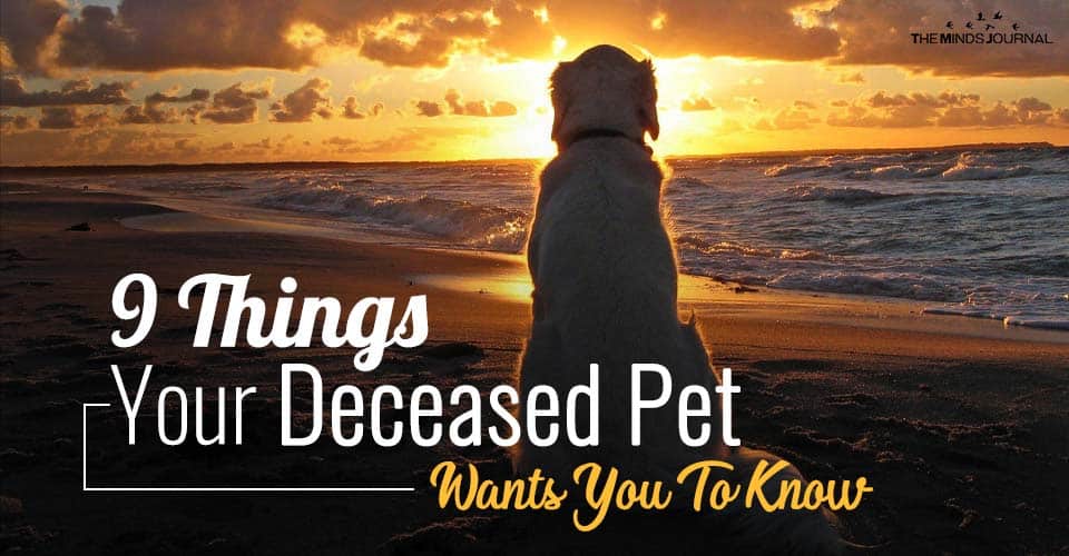 9 Things Your Deceased Pet Wants You To Know