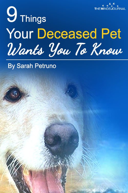 9 Things Your Deceased Pet Wants You To Know2