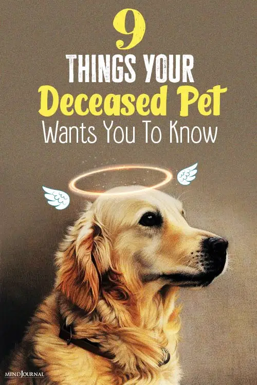 Things Your Deceased Pet Wants You To Know pin