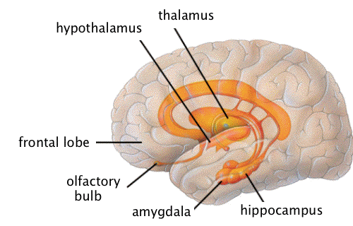 hippocampus 