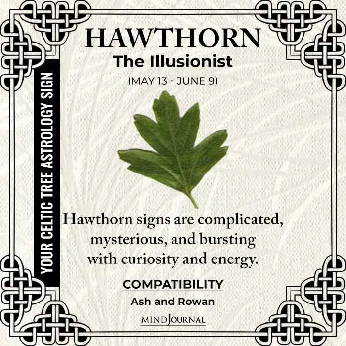 Hawthorn The Illusionist