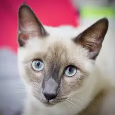Color point Siamese Cat