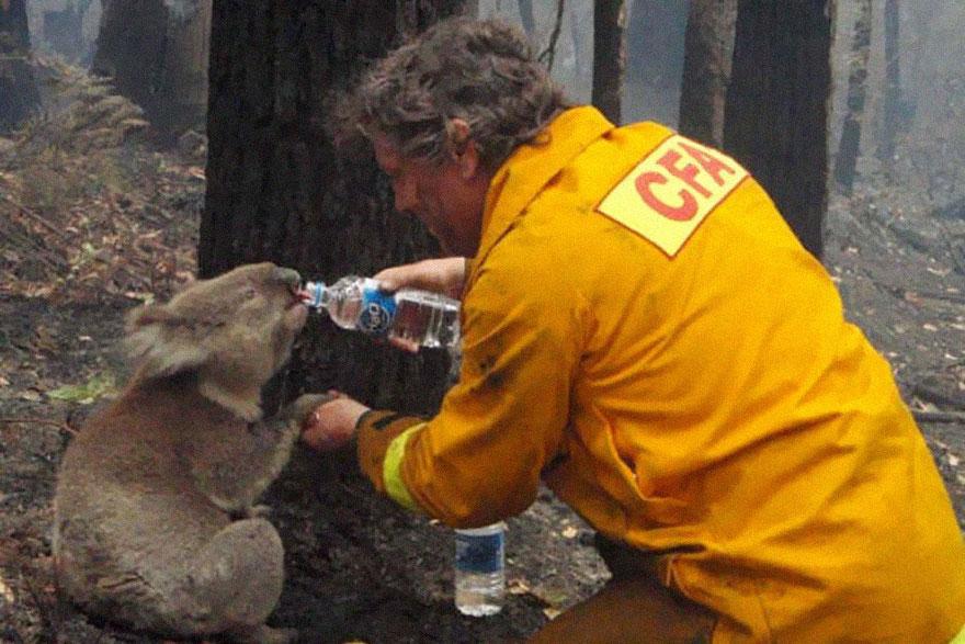 A firefighter gives water to a koala 