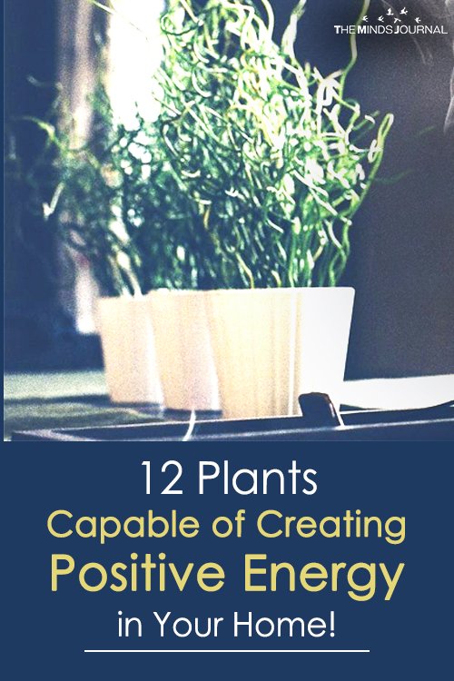 12 Plants Capable of Creating Positive Energy in Your Home!
