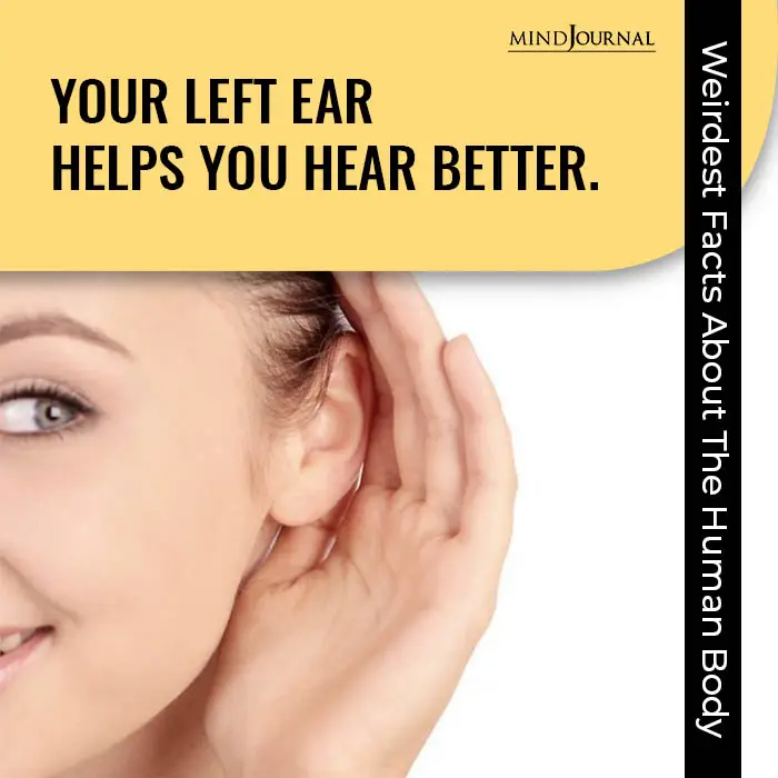 Your left ear helps you hear better