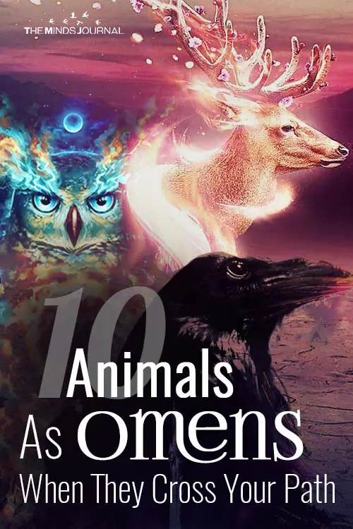 10 Animals As Omens When They Cross Your Path 