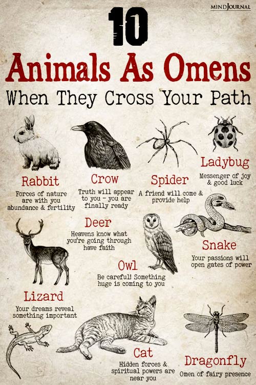 Animals As Omens Of Good Or Bad Luck: 10 Powerful Spirits