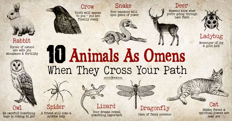Animals As Omens Of Good Or Bad Luck: 10 Powerful Spirits