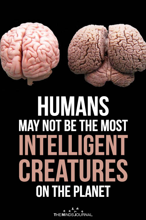 Humans May Not Be the Most Intelligent Creatures on the Planet