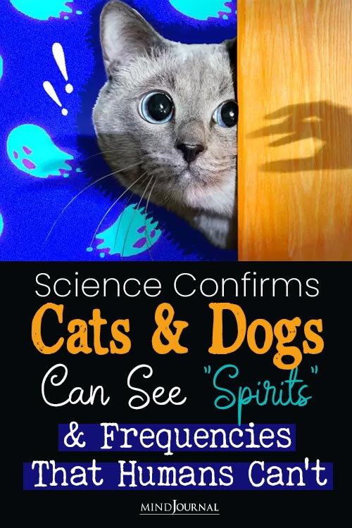 Science Confirms Cats Dogs See Spirits Frequencies