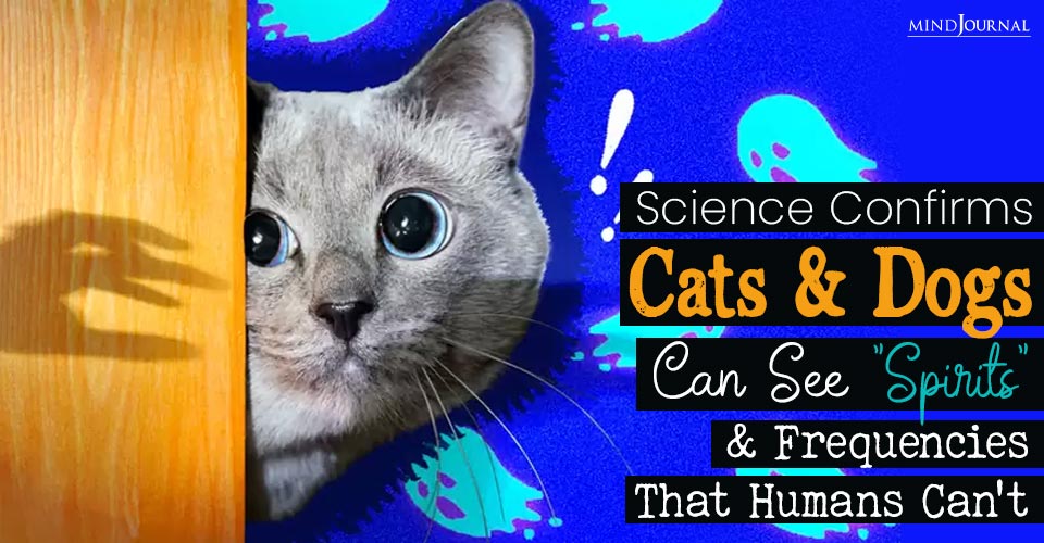 Science Confirms That Cats and Dogs Can See Spirits and Frequencies That Humans Can’t