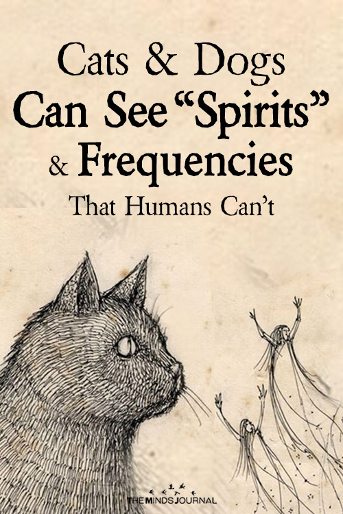 Science Confirms That Cats and Dogs Can See “Spirits” and Frequencies That Humans Can’t