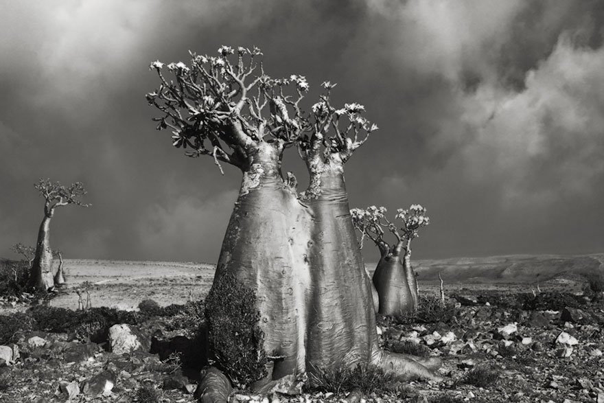 A Woman Spent 14 Years Photographing Our Planet's Oldest Trees, and Here Are The Results