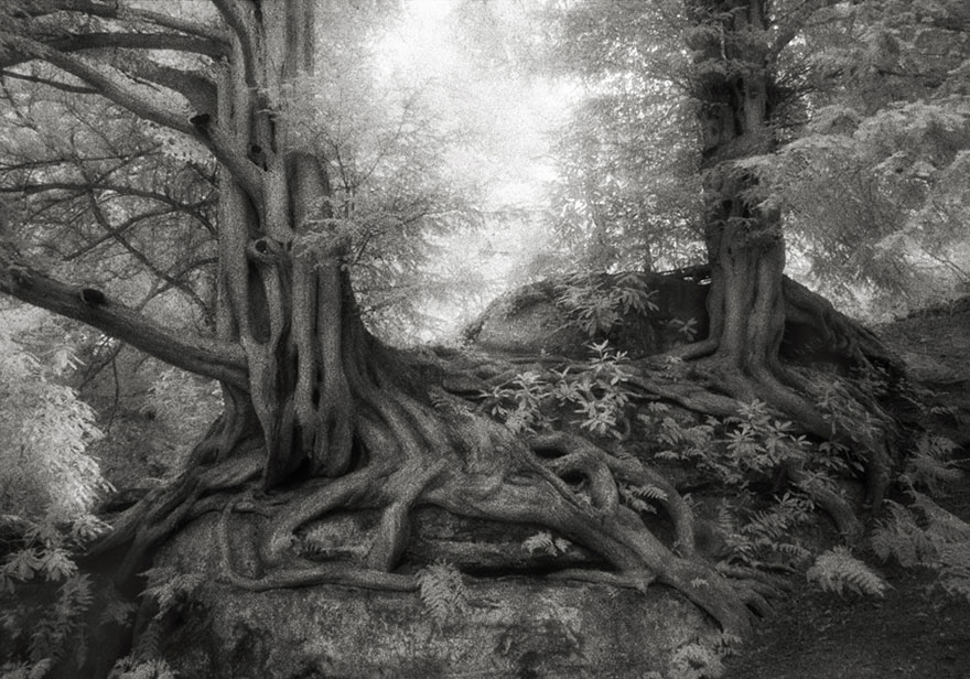 A Woman Spent 14 Years Photographing Our Planet's Oldest Trees, and Here Are The Results