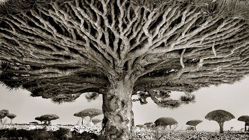A Woman Spent 14 Years Photographing Our Planet’s Oldest Trees, and Here Are The Results