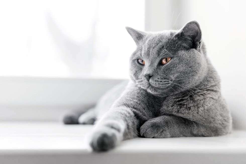 How Can Cats Protect You From Ghosts?