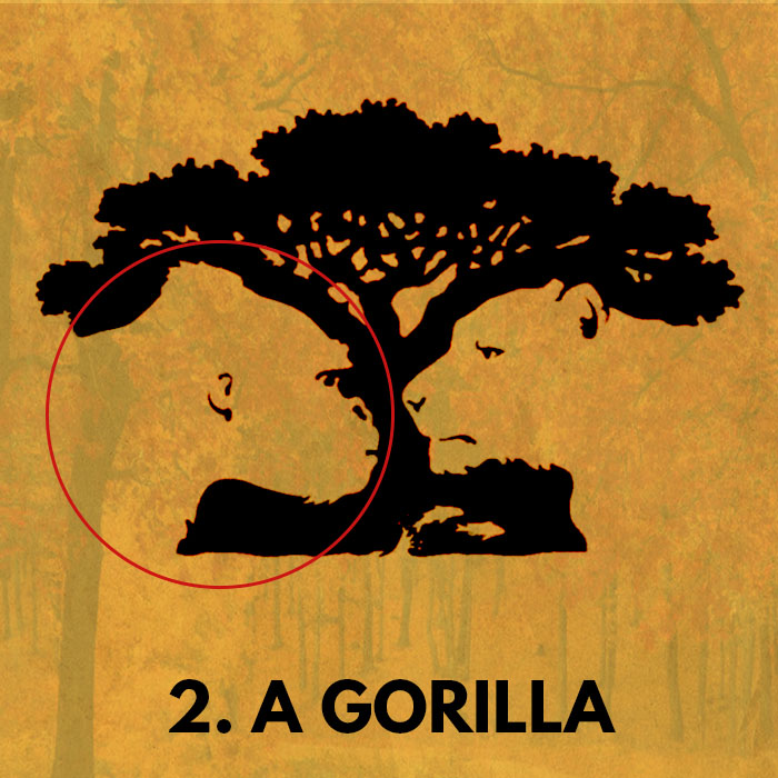 A gorilla