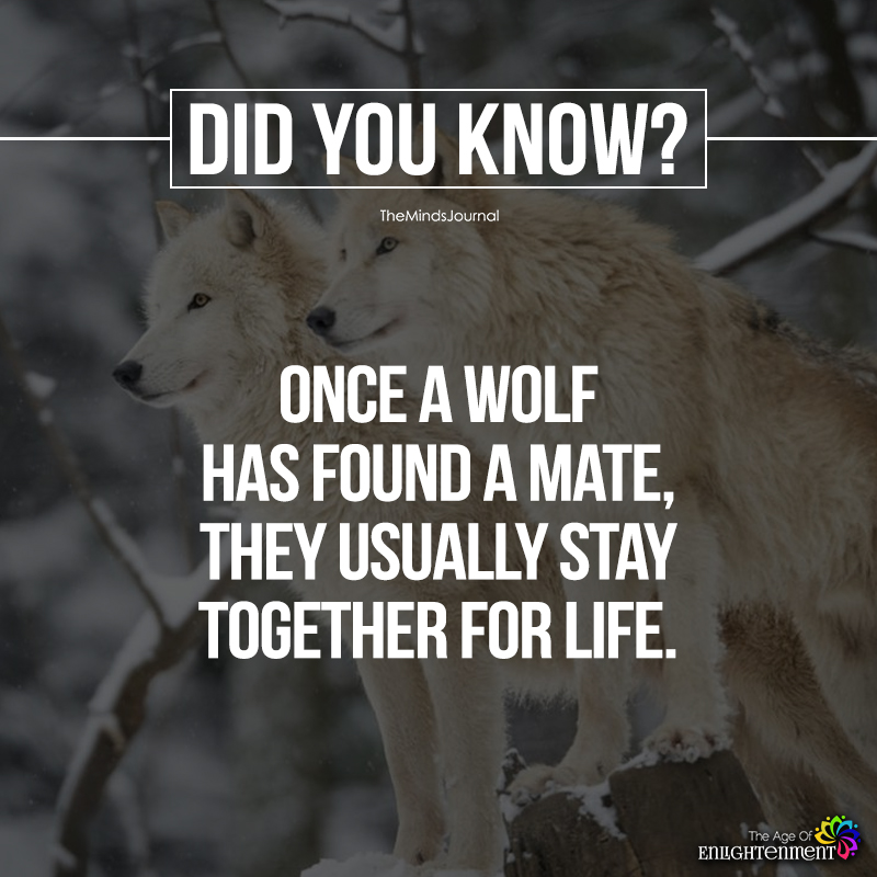 Once A Wolf Has Found A Mate