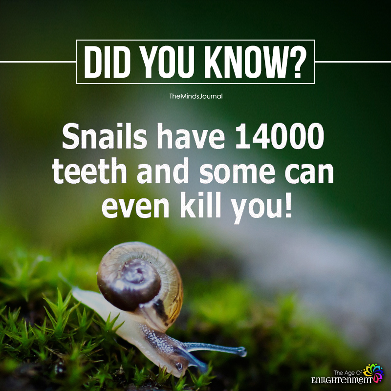 Snails Have 14000 Teeth
