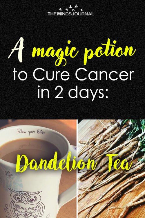A Magic Potion to Cure Cancer in 2 days Dandelion Tea