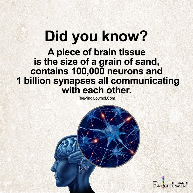 A piece Of Brain Tissue Is The Size Of A Grain of Sand