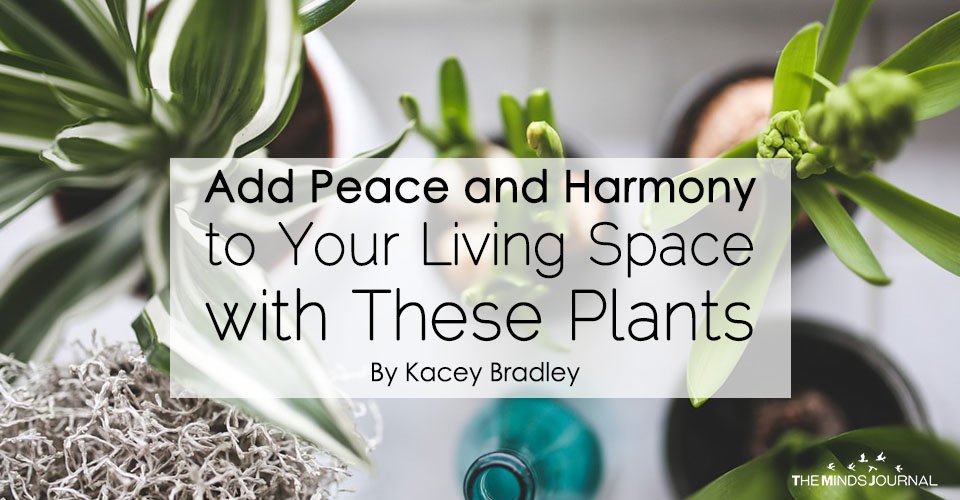 Add Peace and Harmony to Your Living Space with These Plants