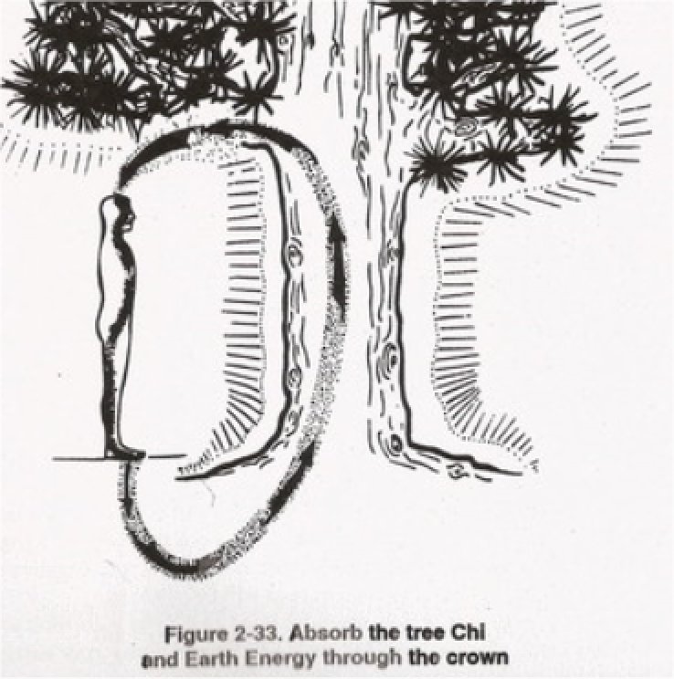 Heal Yourself With The Chi Energy of Trees According to Taoist Masters