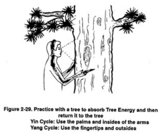 Heal Yourself With The Chi Energy of Trees According to Taoist Masters