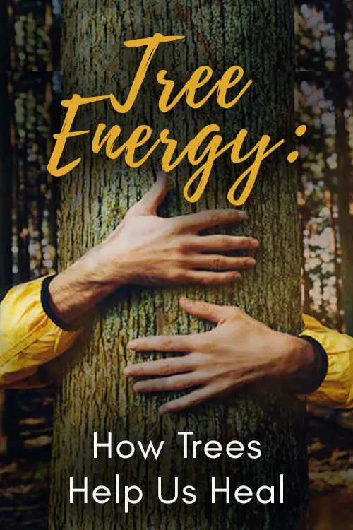 Tree Energy How Trees Help Us Heal Pin