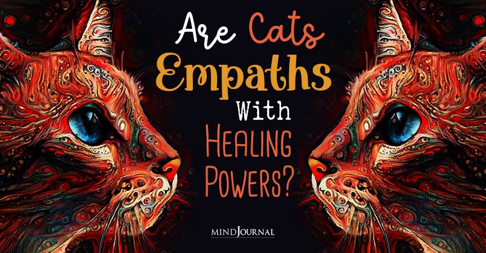 Are Cats Empaths Healing Power Of Cats