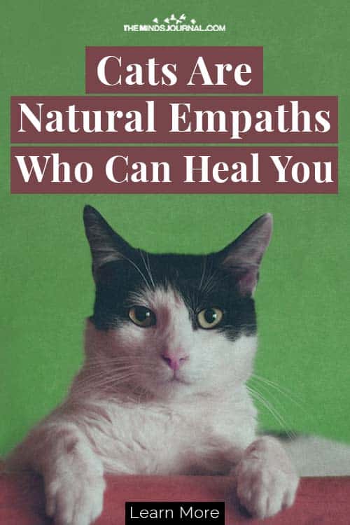 Cats Natural Empaths Heal Your Mind Body Soul Pin