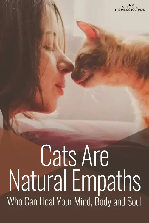 Are cats empaths Cats are natural empath