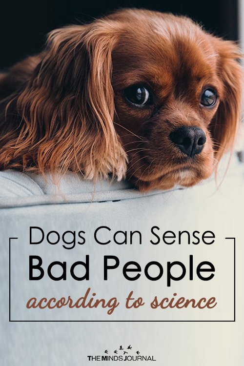 Dogs can smell bad people