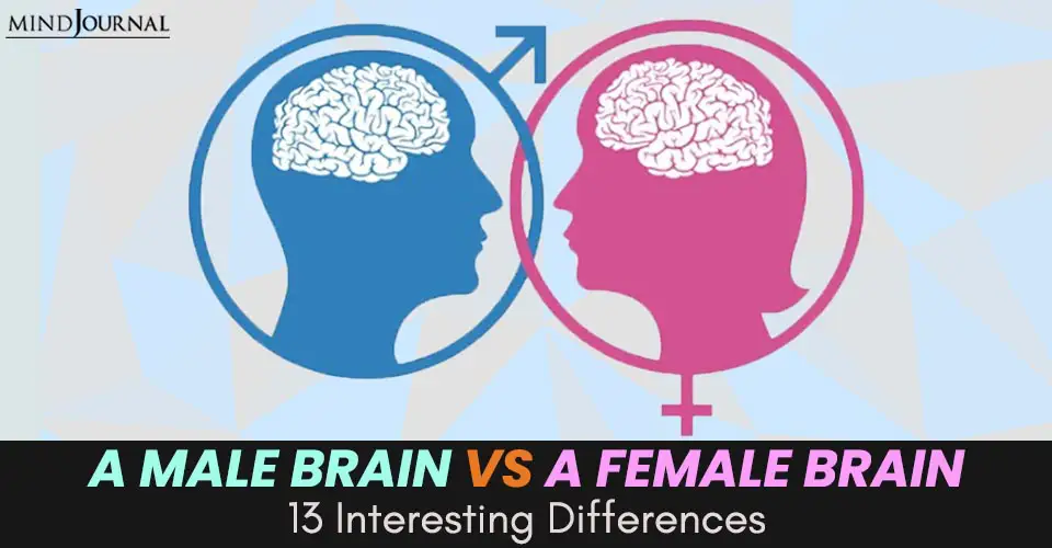 male brain vs female brain 1