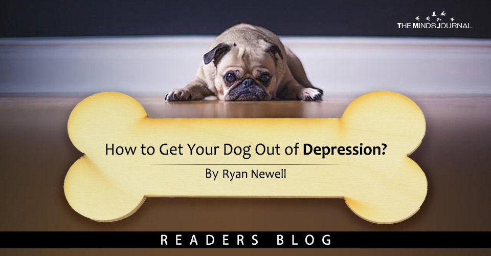 How to Get Your Dog Out of Depression