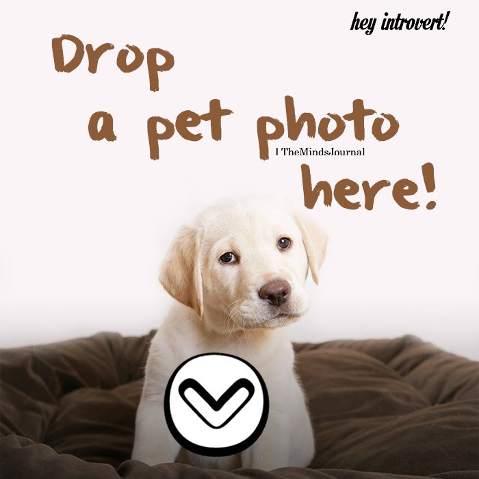 Drop a pet photo here!