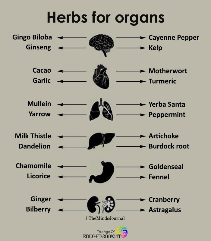 Herbs For Organs
