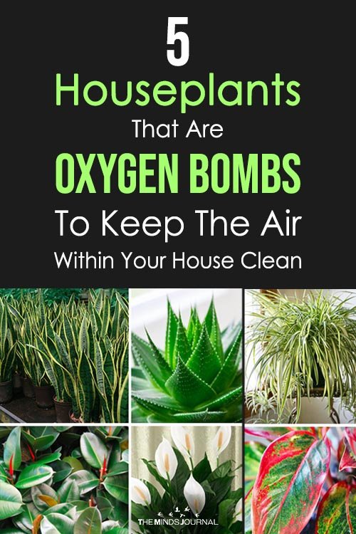 5 Houseplants That Are Oxygen Bombs To Keep The Air Within Your House Clean