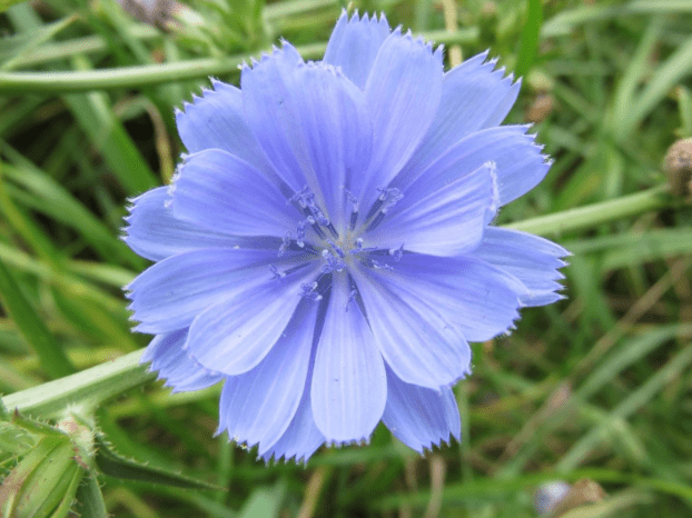 What Is Chicory Root and What Is It Used For?