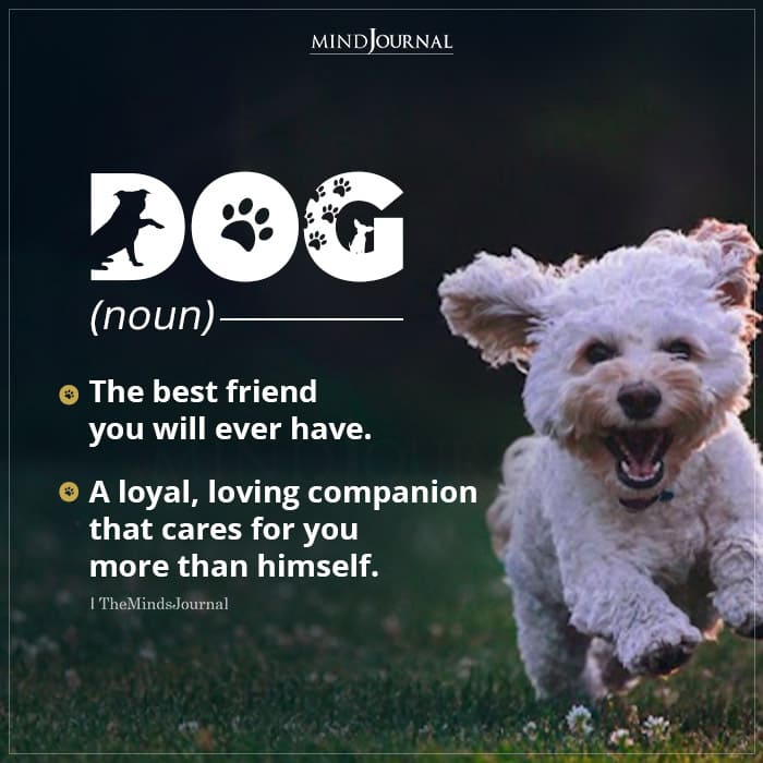Dog (noun)