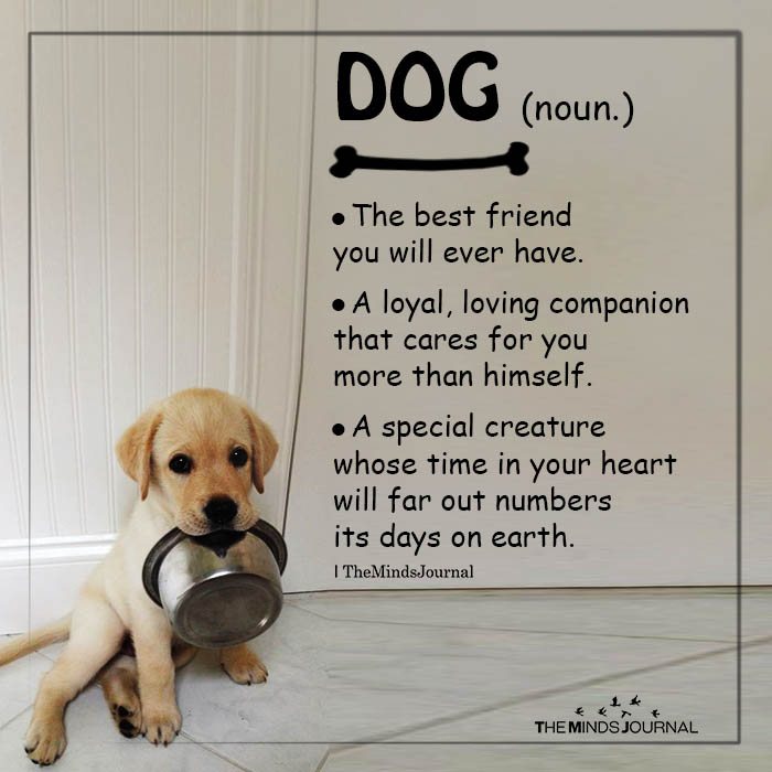 50+ Dog Quotes That Will Melt Every Animal Lover's Heart