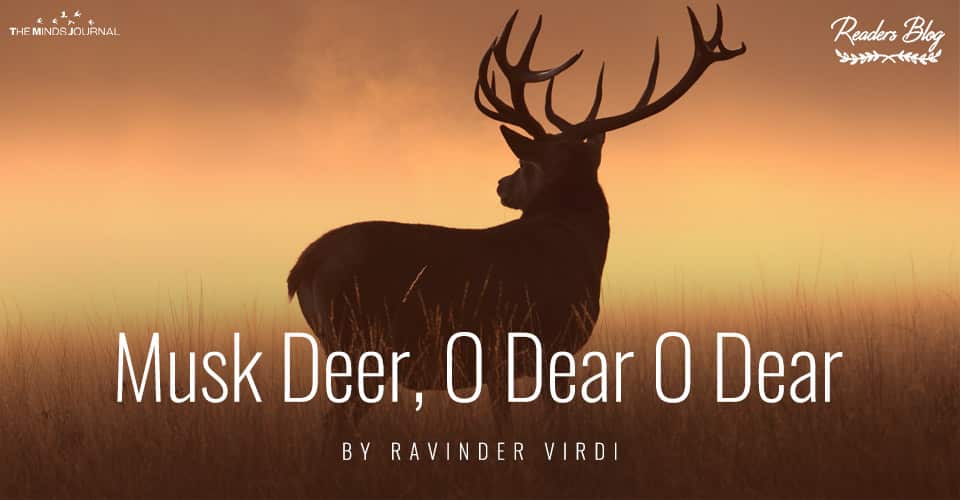 Musk Deer O Dear O Dear