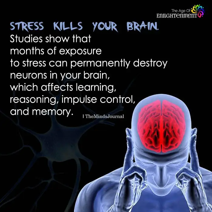 stress kills brain