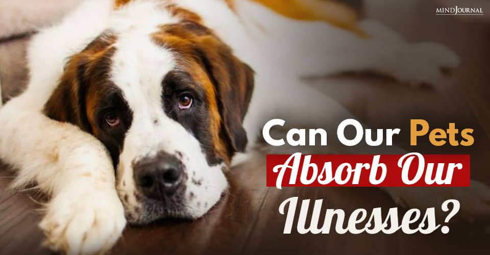 can our pets absorb our illnesses