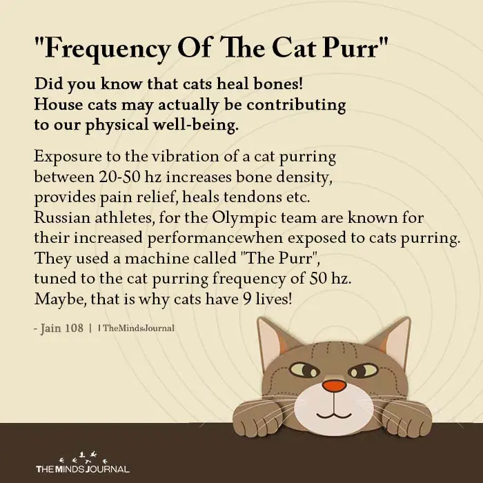 Are cats empaths Frequency of the Cat Phurr Says So