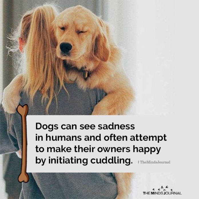 dogs can see sadness